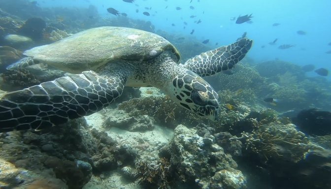 lombok snorkelen